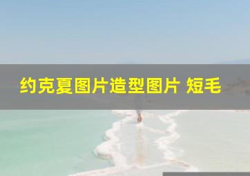 约克夏图片造型图片 短毛